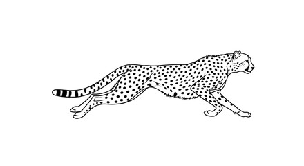 Dynamic cheetah illustration in black and white running gracefully. © Haroh