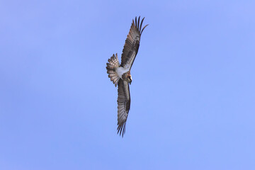 Fototapeta premium Osprey flying in search of fish