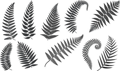 Various black and white fern leaf arranged in a grid pattern on a white background leaves plant nature © Hey there