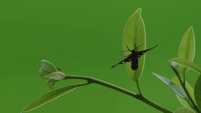 A large mottled handmaiden moth insect is resting on a green leaf of plant as the wind is moving the plant, with green natural blurry background.