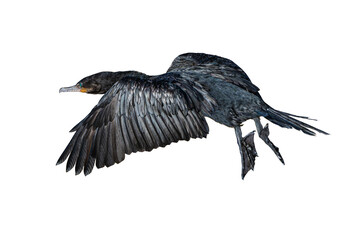 Obraz premium Neotropic Cormorant (Nannopterum brasilianum) Photo, in Flight on an Isolated Transparent PNG Background