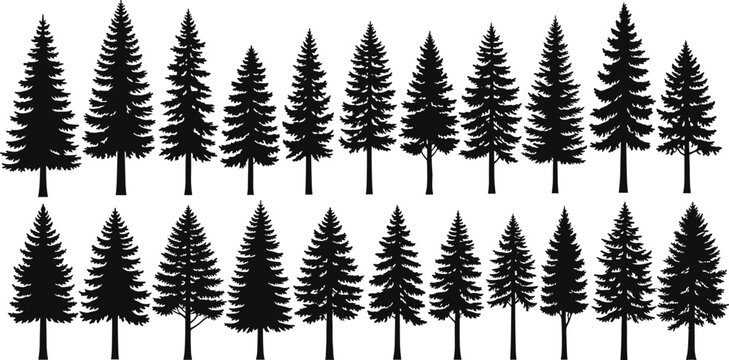 Collection of pine tree silhouettes, coniferous forest evergreen trees set, cad drawing flat vector illustration, nature landscape design elements, black isolated on white