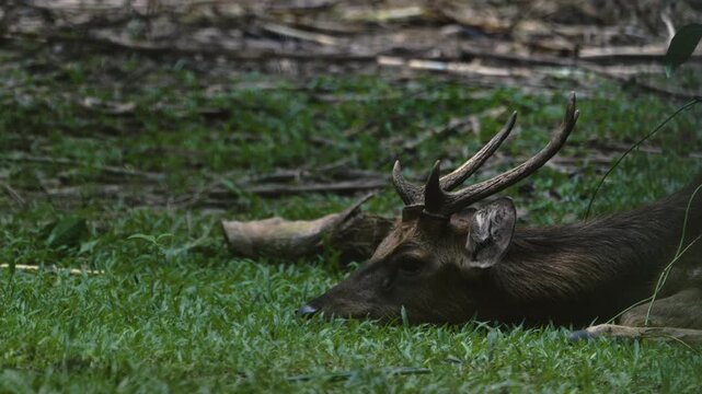 Closeup head view of a South East Asian sambar deer as it is resting on short grass of meadow in overcast weather, flapping its ears, with natural blurry background.