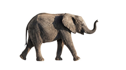 Obraz premium A gray elephant walking on transparent background