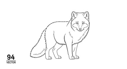Arctic Fox Line Art Illustration Standing Gracefully.
