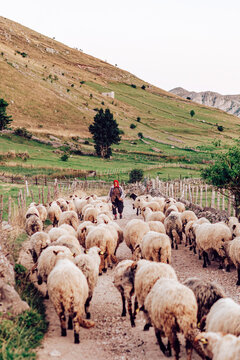 Lukomir, Bosnia and Herzegovina - 28 August 2015: View of a shepherd guiding a flock of sheep along a dusty path, framed by verdant hillsides under a soft, diffused light.