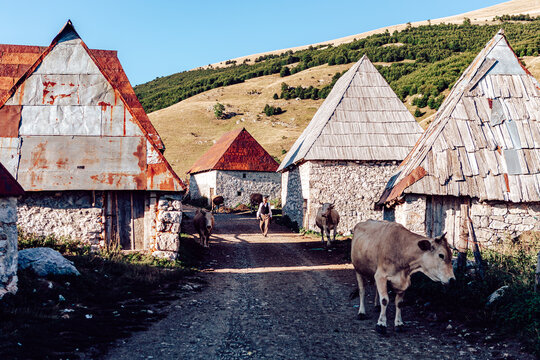 Lukomir, Bosnia and Herzegovina - 28 August 2015: View of stone houses with aged roofs stand nestled in the village, as cows graze along the dirt path leading towards the hills.