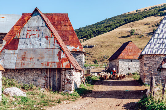 Lukomir, Bosnia and Herzegovina - 29 August 2015: View of stone houses with rusty roofs amidst rolling hills, as a shepherd guides their flock down a sun-drenched path.