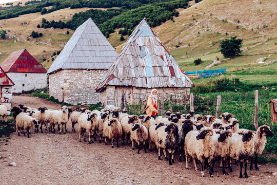 Lukomir, Bosnia and Herzegovina - 28 August 2015: View of a shepherd guiding a flock of sheep along a dusty path, with traditional stone houses under the watchful gaze of rolling green hills.