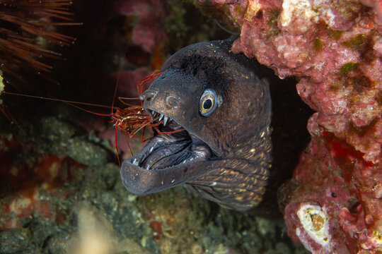 Cleaning Pact &ndash; Muraena helena with Lysmata seticaudata