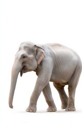 Obraz premium Asian elephant walking gracefully against white background