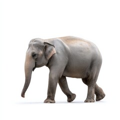 Obraz premium Asian elephant on white background walking forward
