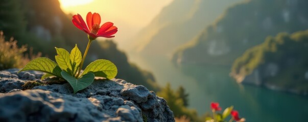 Solitary scarlet flower perched on rugged rock, sunlit , red flower, texture