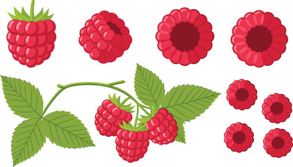 Raspberry fruit set with leaves, whole, half and top views in flat vector illustration for organic food packaging, healthy dessert menu and farm market design. © MstSuborna