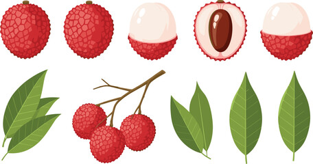 Fototapeta premium Lychee fruit set with whole, peeled, seed, leaves and branch in flat vector illustration for tropical organic food packaging and healthy dessert menu design.