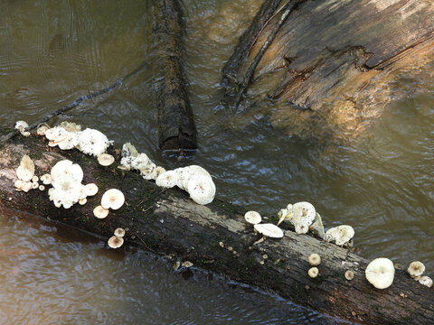 Tiger sawgill, lentinus tigrinus, fungus, mushrooms, growing wild on a decaying log, within the Bates Old River, Congaree National Park, Richland County, Couth Carolina. 