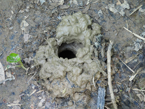 A crayfish burrow on a muddy embankment, within the swampy floodplains of the Congaree National Park, Richland County, South Carolina.