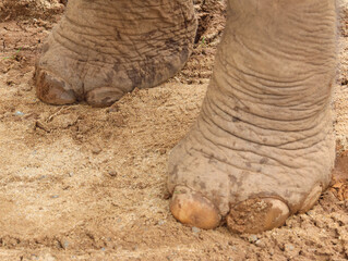 Obraz premium Thai elephant, northern Thailand, 2025