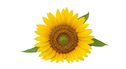 Naklejka premium Sunflower Flower Isolated on a white Background