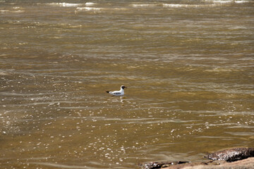 Wild seagull near water perfect tourism concept image