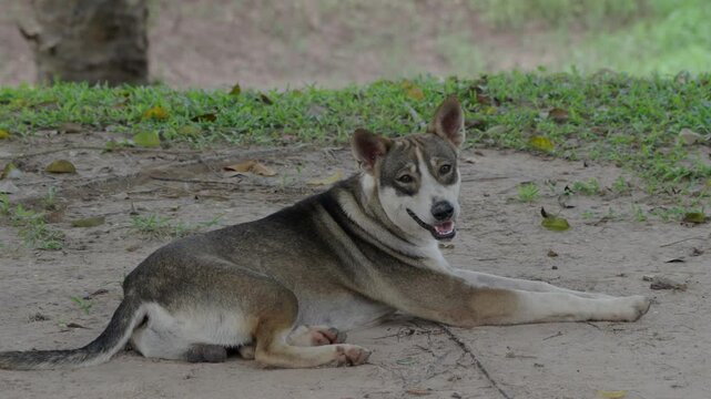 A male aduld mixed breed puppy dog is lying on the ground and resting, with tounge out breathing and observing its environment. 