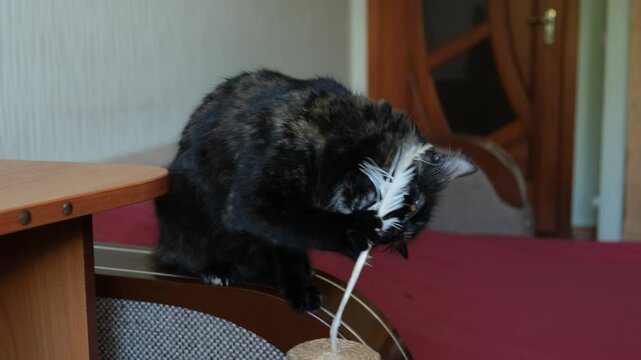 Domestic tortoiseshell cat balancing on furniture and playing with a white feather toy at home. Curious pet focused on play, natural feline behavior, cozy indoor lifestyle concept. Close-up scene with