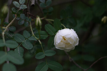 Tea rose on a branch after rain