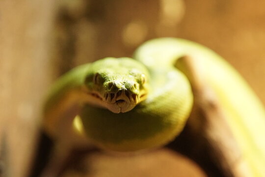 Close-Up of a Green Python in Natural Habitat