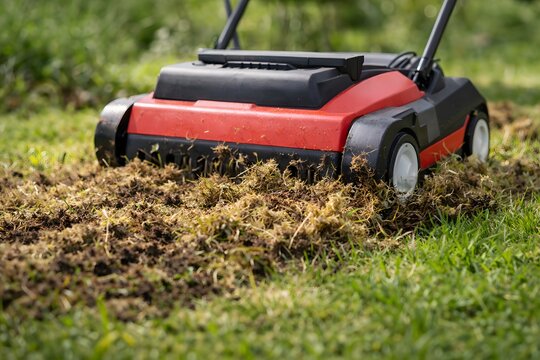 Lawn care in detail: An electric scarifier removes moss and thatch from the turf.