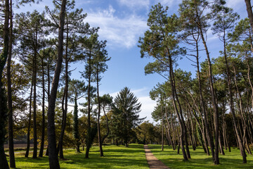 Obraz premium Peaceful pine grove with tall, slender trees framing a narrow dirt path through a sunlit green meadow under a blue sky with light clouds—an inviting woodland walkway in the Brittany countryside.