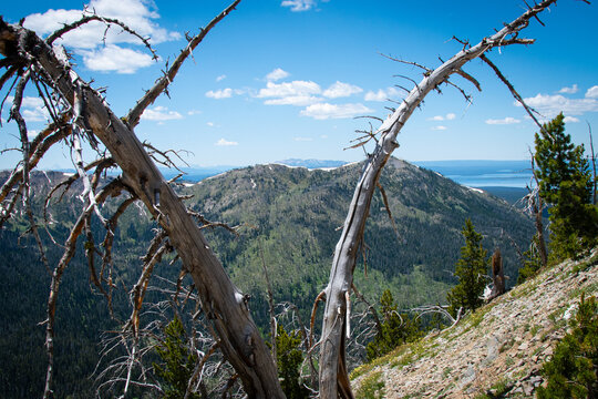 Dead whitebark pine trees killed by pine beetle infestation on Avalanche Peak, Yellowstone National Park