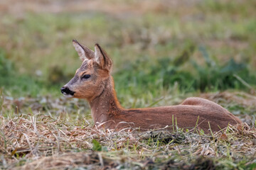 Close-up of a young male roe deer lying on dry grass, facing sideways to the camera on a cloudy autumn day.