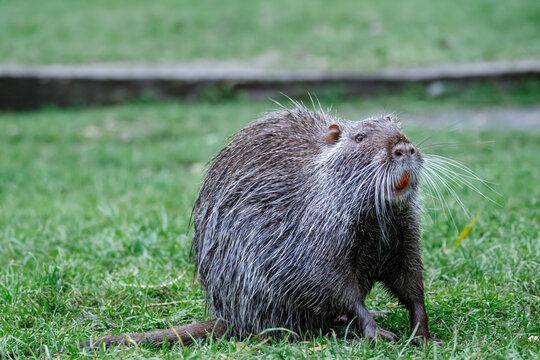 An adult grey-fur nutria sitting on green grass and looking toward the camera lens on a cloudy autumn day.