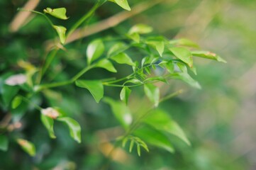 Close-up nature green sunlight on green bush nature leaf in spring