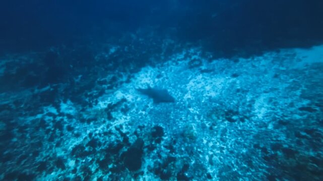 Oceanic Blacktip Shark and Guitar Shark Swimming Over Deep Reef at Protea Banks, underwater view of a coral reef