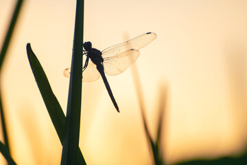 Naklejka premium Dragonfly sits on the green grass in the morning sunlight. Beautiful summer nature
