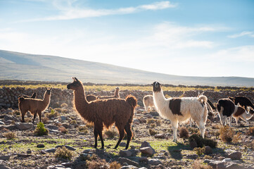 Fototapeta premium Llamas on a farm near Salar de Uyuni salt flat in Altiplano, Bolivia. Beautiful summer landscape at sunset