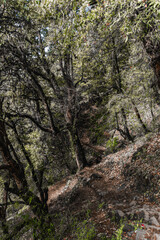 Scenic forest trail along the Annapurna Base Camp trekking route in Gandaki Province, Nepal. Lush greenery, stone steps, and peaceful Himalayan wilderness create a serene adventure travel landscape 