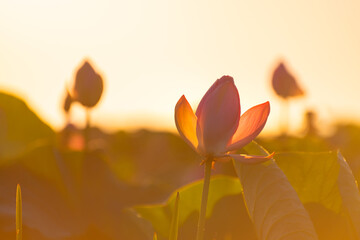 Fototapeta premium Blooming pink lotuses in the wild. Beautiful summer landscape at sunrise.