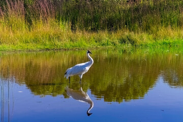 Fototapeta premium The whooping crane (Grus americana) in the Marsh. Native, rare the tallest North American bird .