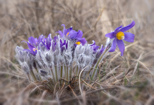 Early spring Pasque flowers in natural environment