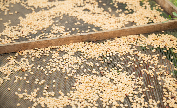Coffee drying process in Salento, Colombia