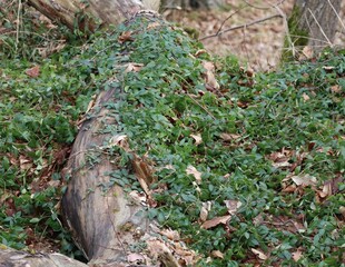 Obraz premium Lesser periwinkle 