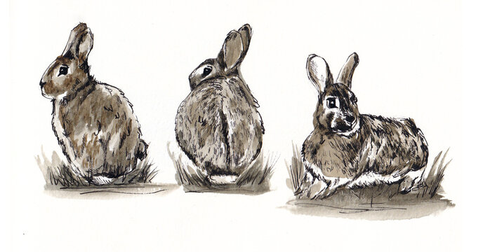 Set di tre coniglietti sull'erba, illustrazione ad acquerello su sfondo bianco