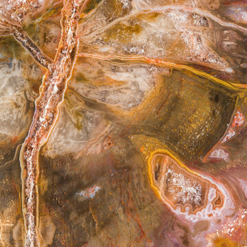 Triassic Petrified Wood, close up