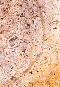 Tree fern petrified wood abstract