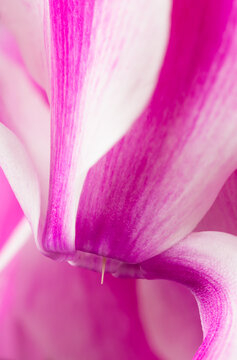 Cyclamen, closeup