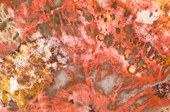 Triassic Fossilized Wood