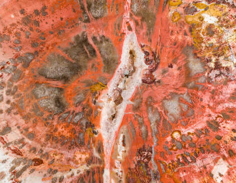 Triassic Petrified Wood