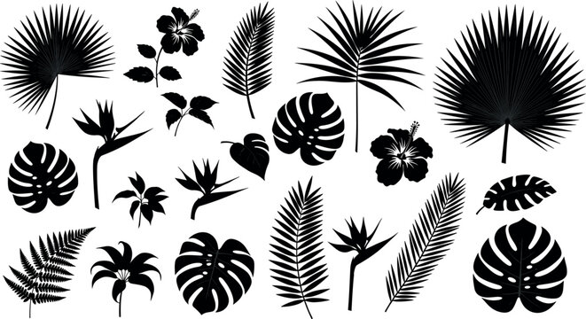 Tropical palm leaves and exotic jungle plant silhouettes vector set for botanical design, nature backgrounds, summer themes, and decorative illustrations